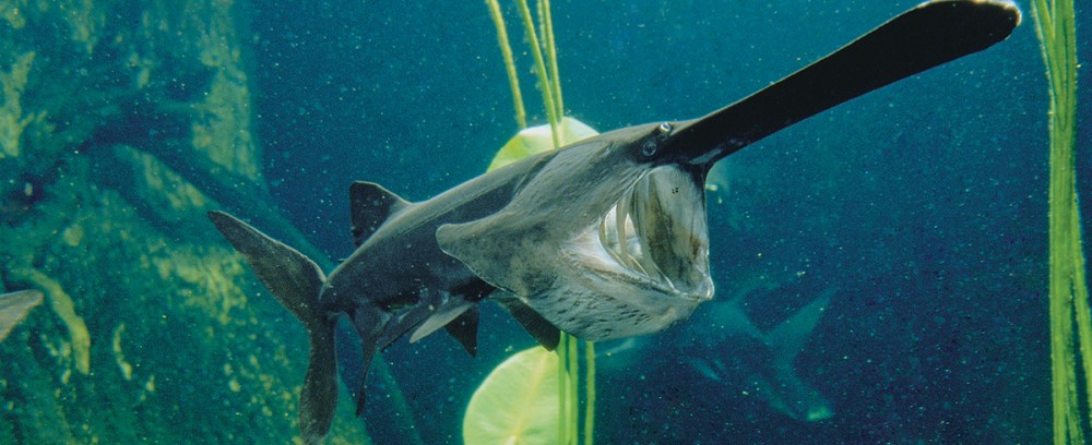 Paddlefish_1200